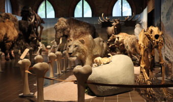 Im Museum tummeln sich Präparate steinzeitlicher Tiere: Zu sehen sind eine Höhlenlöwin mit Junge, eine Schneeeule, ein Mammut, ein Riesenhirsch und viele weitere...