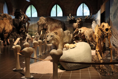 Im Museum tummeln sich die Tierpräparate von steinzeitlichen Tieren. Zu sehen sind eine Höhlenlöwin mit Junge, ein Bär, ein Mammut, ein Riesenhirsch, eine Schneeeule sowie ein Bison.
