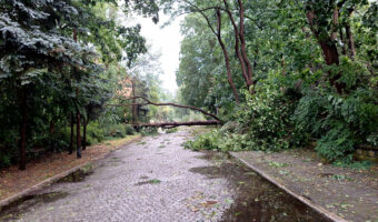 Umgestürzte Bäume in Wünsdorf